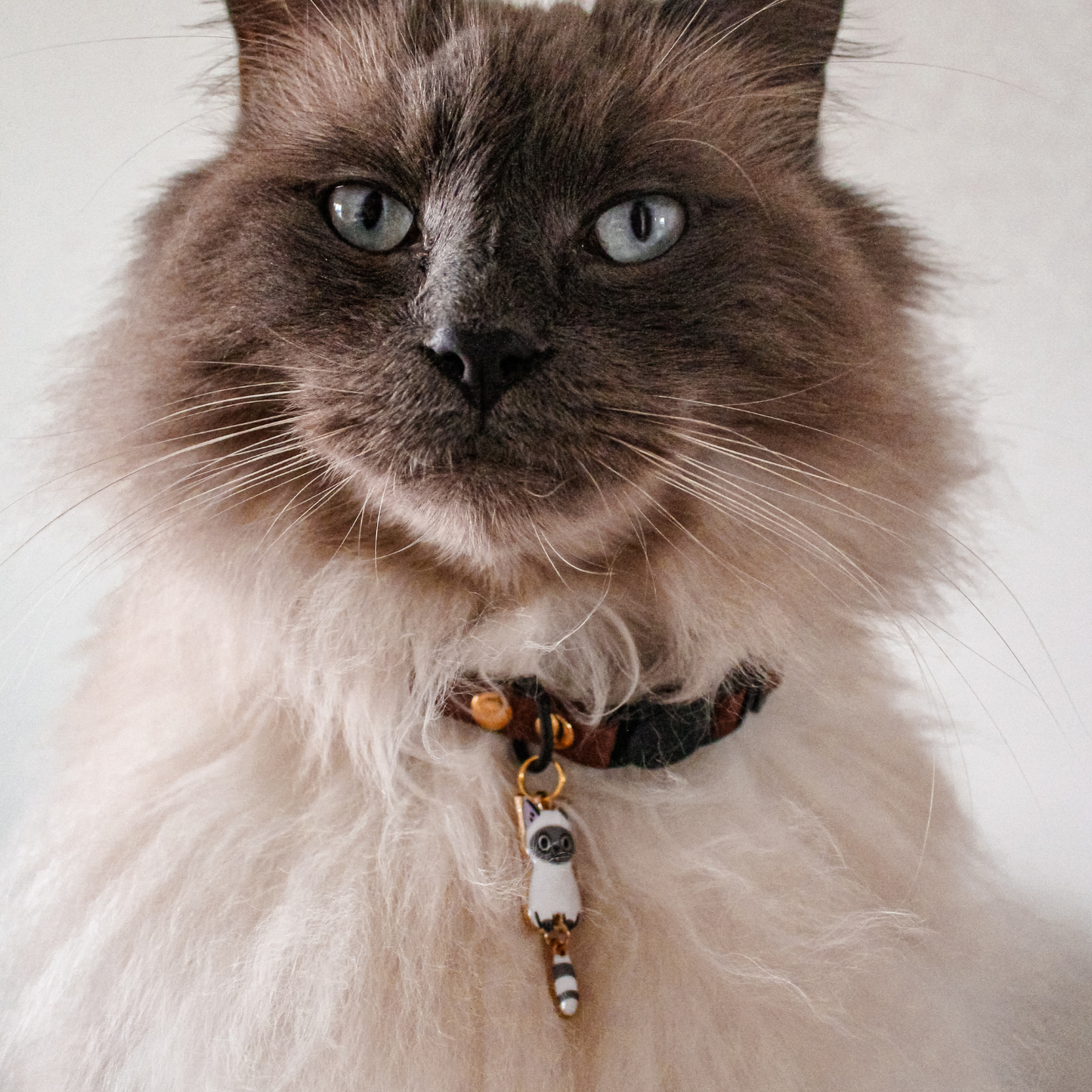 Miya Cats · Collier Anti-étranglement Personnalisé pour Chats