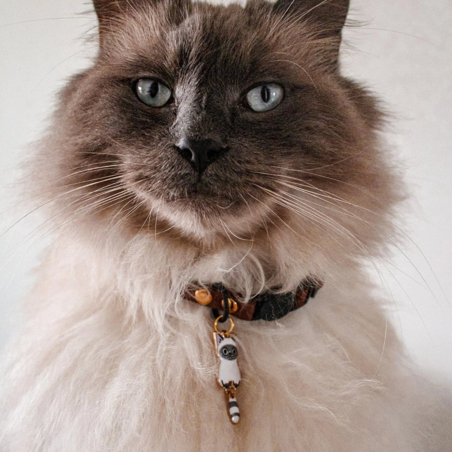 Miya Catsの首輪