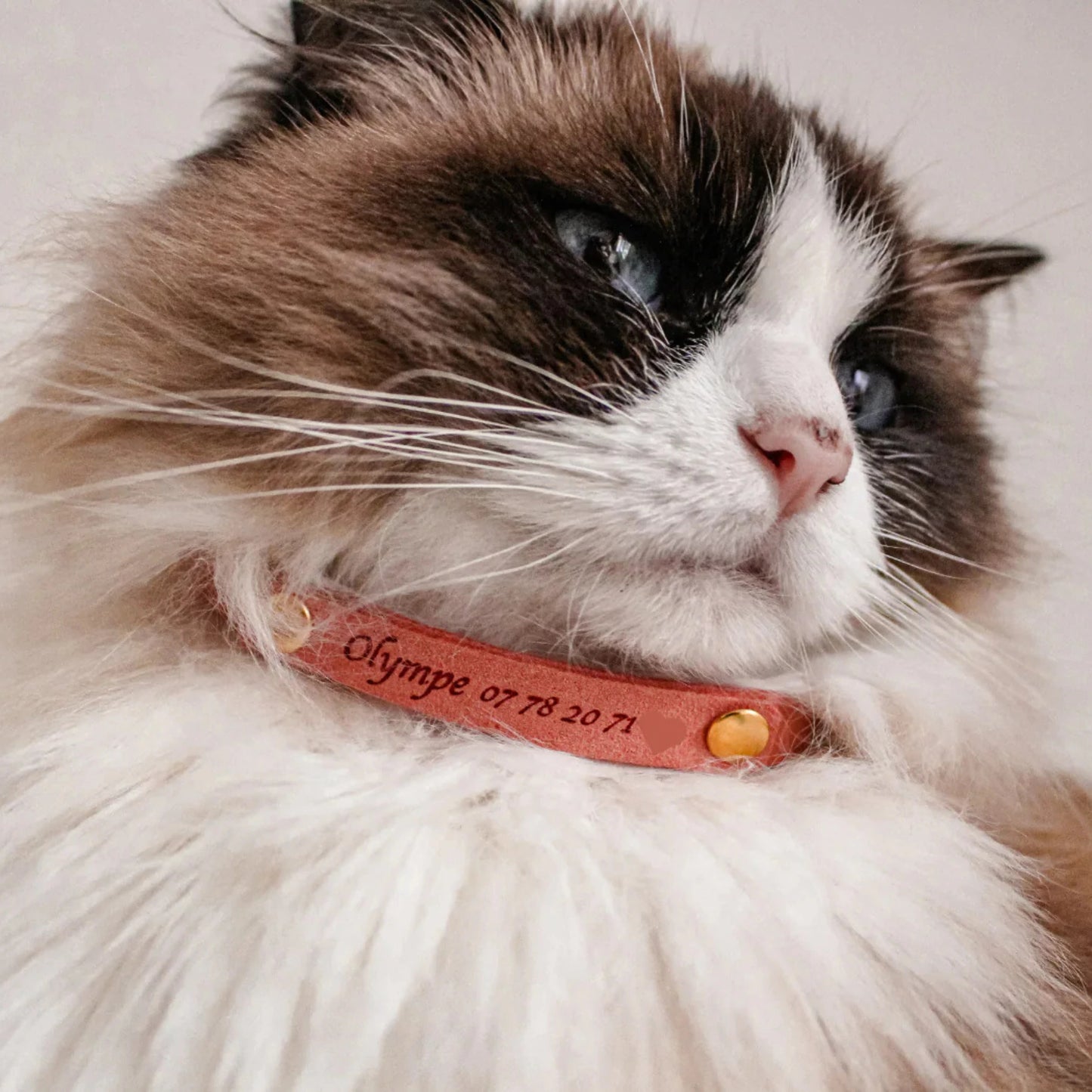Miya Catsの首輪