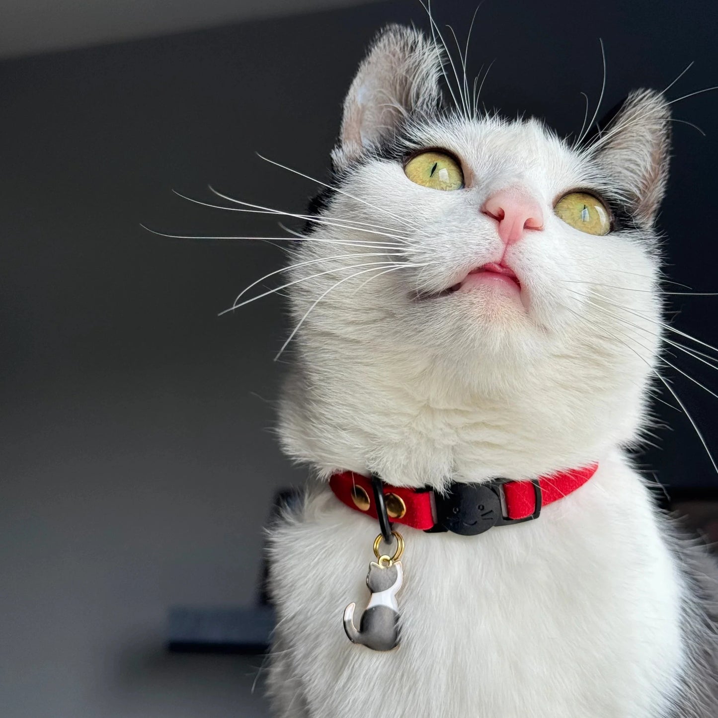 Miya Catsの首輪