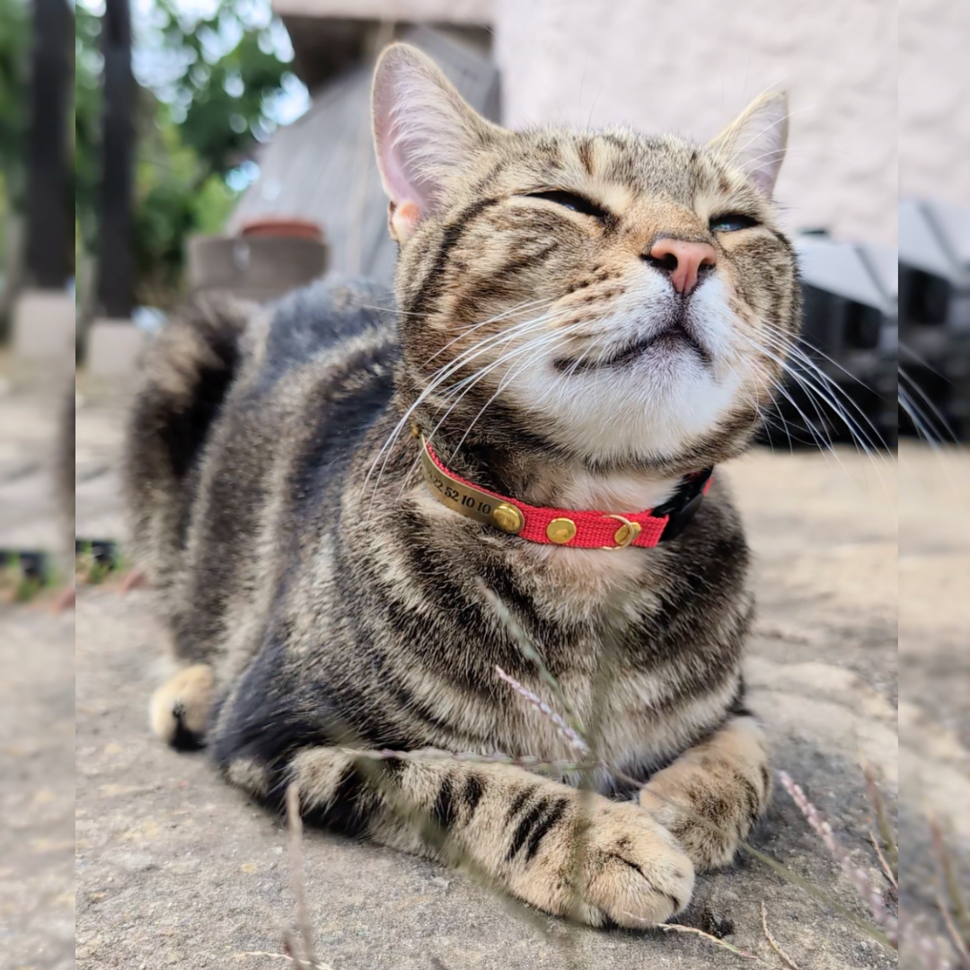 Miya Cats · Personalized Breakaway Collars for Cool Cats