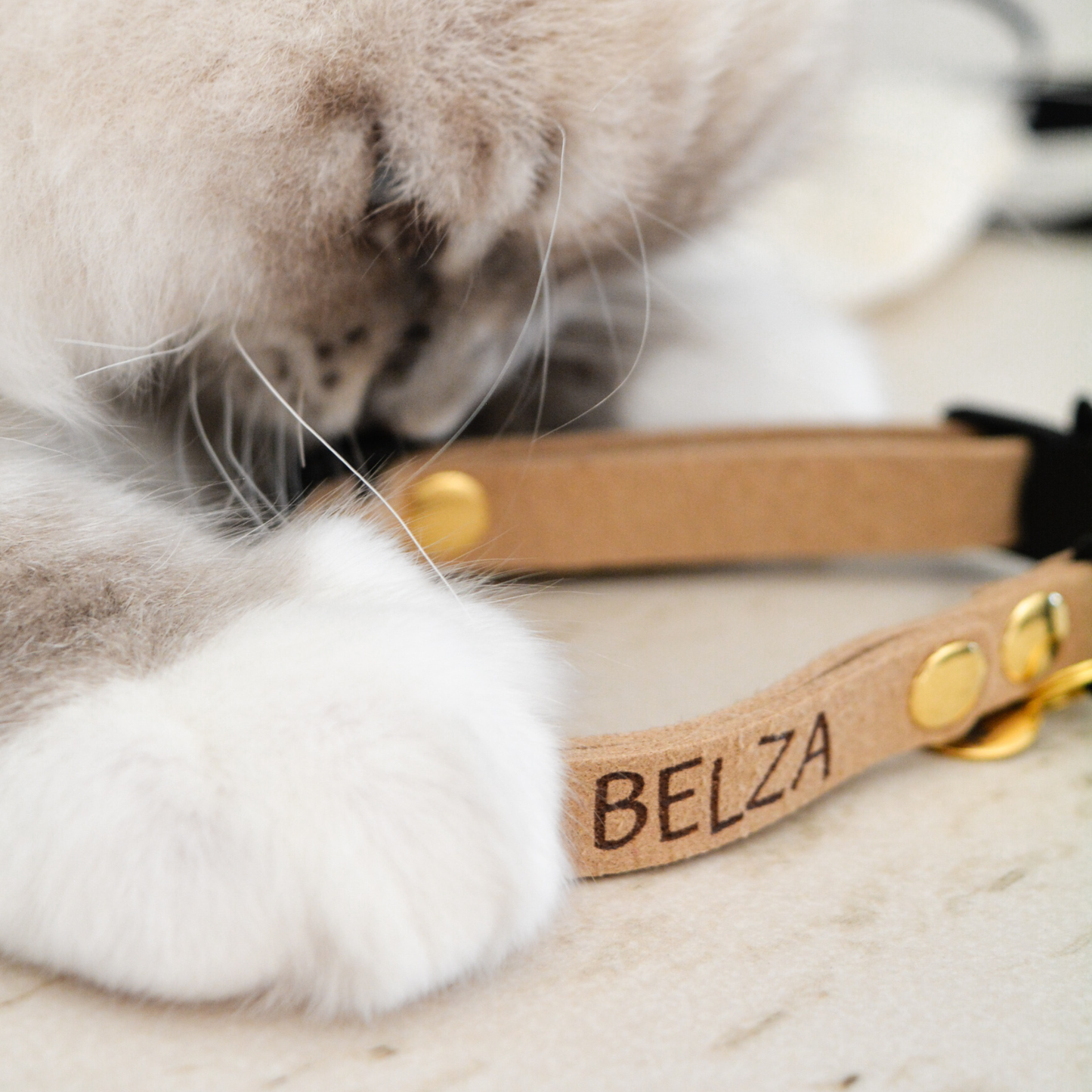 Collier Anti-étranglement Personnalisé pour Chats