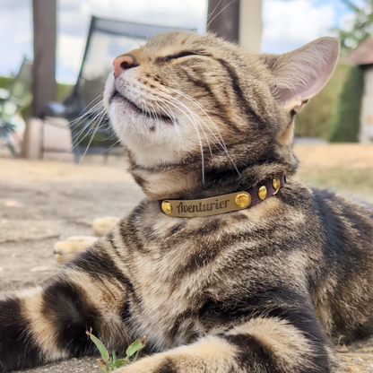 Miya Cats · Personalized Breakaway Collars for Cool Cats