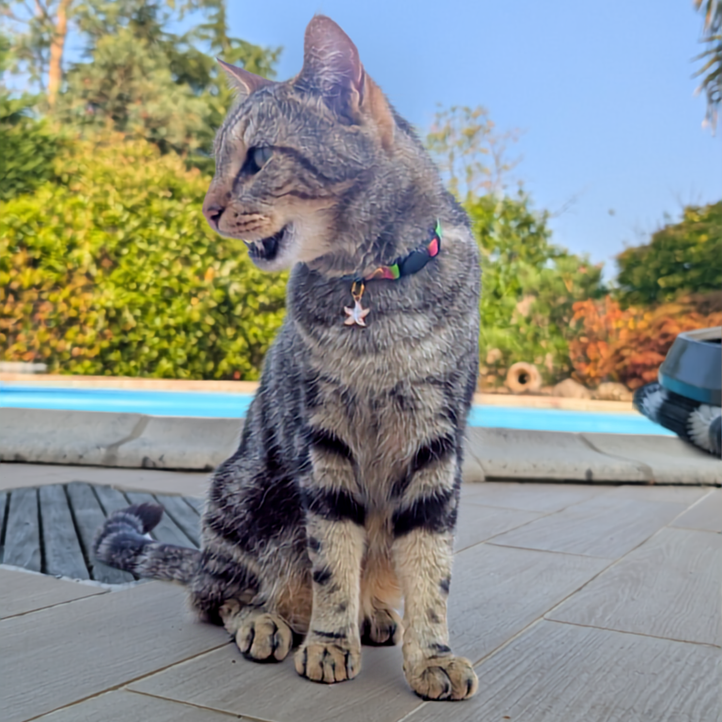 (NEW!) Collier Anti-étranglement pour chat · Edition Summer