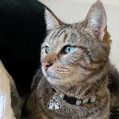 Miya Cats · Collier Anti-étranglement Personnalisé pour Chats XS