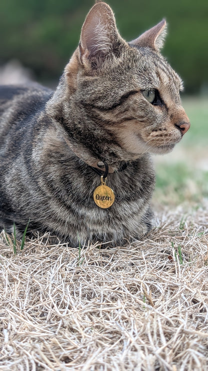 Pack Sécurité : Collier Anti-étranglement + Médaille Personnalisés
